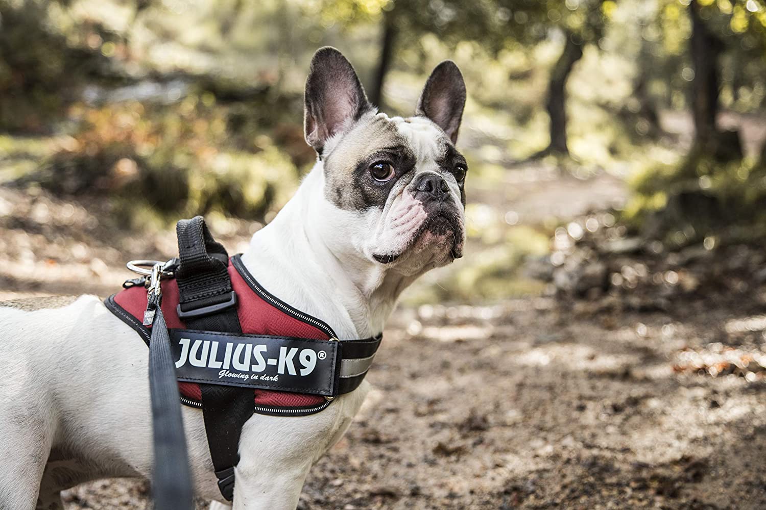  Julius-K9 16IDC - Power Harness 