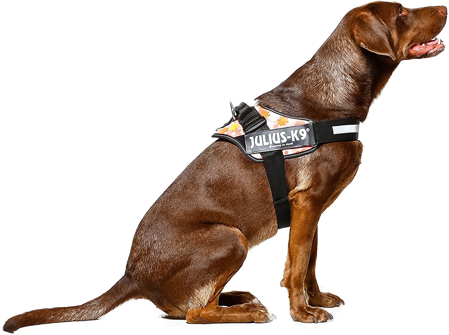  Julius-K9 16IDC - Power Harness 