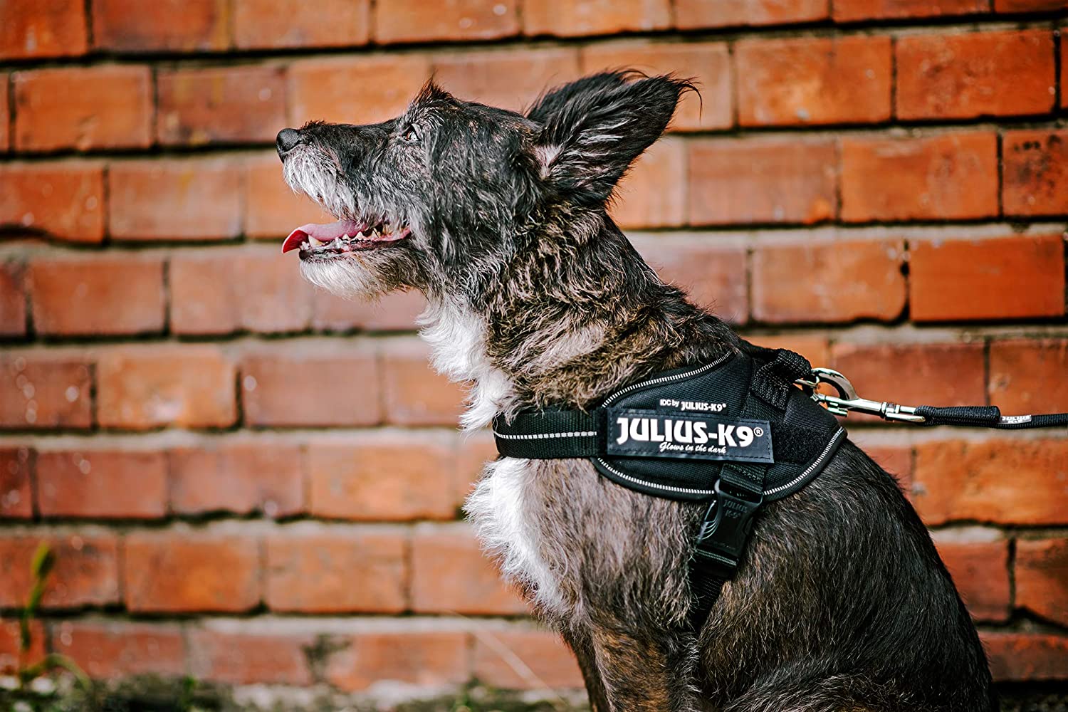  Julius-K9 16IDC - Power Harness 