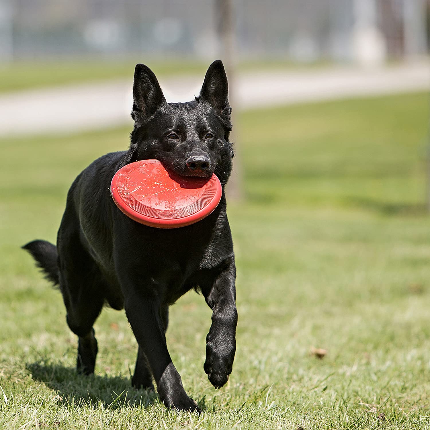  KONG - Flyer - Frisbee de caucho resistente - Raza pequeña 