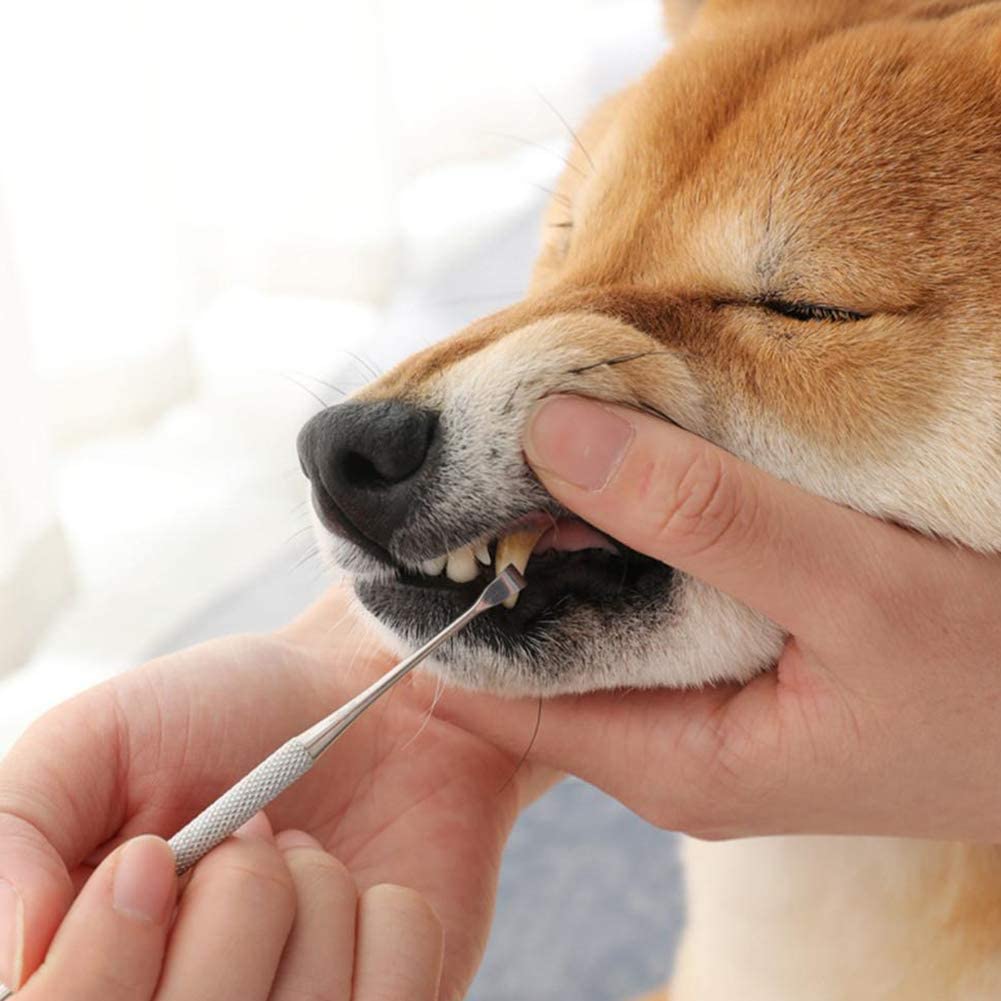  N/A Cepillo de dientes de perro de acero inoxidable con doble cabeza para mascotas, herramientas de limpieza dental, rascador de piedras dentales 