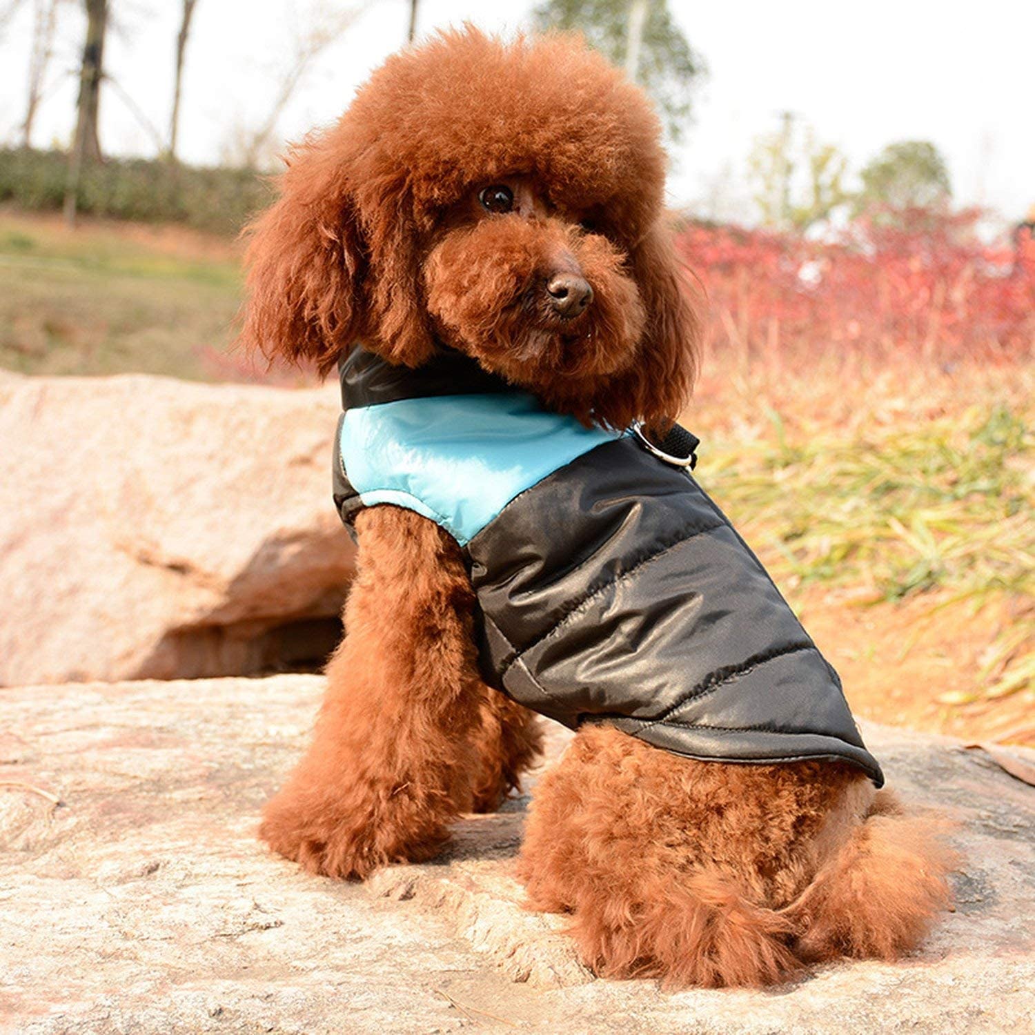  NA Ropa de Invierno Abrigada para Perros Zip Up Chaleco Acolchado para Mascotas Chaqueta Abrigo Ropa de algodón Impermeable para Perros pequeños y medianos Naranja S 