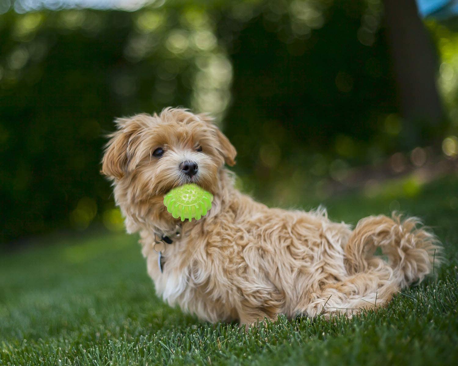  Petper Cw-0049EU - Juguete de pelota para perros, juguete de pelota con sonido para mascotas (amarillo) 