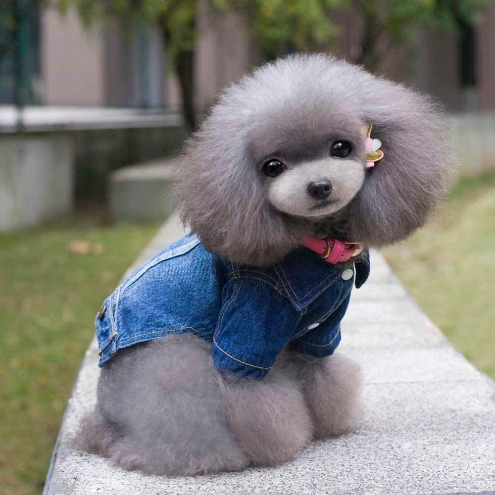  Ropa para Mascotas,Dragon868 Estilo Cool Vaquero Mascotas Perros Chaqueta Abrigos 