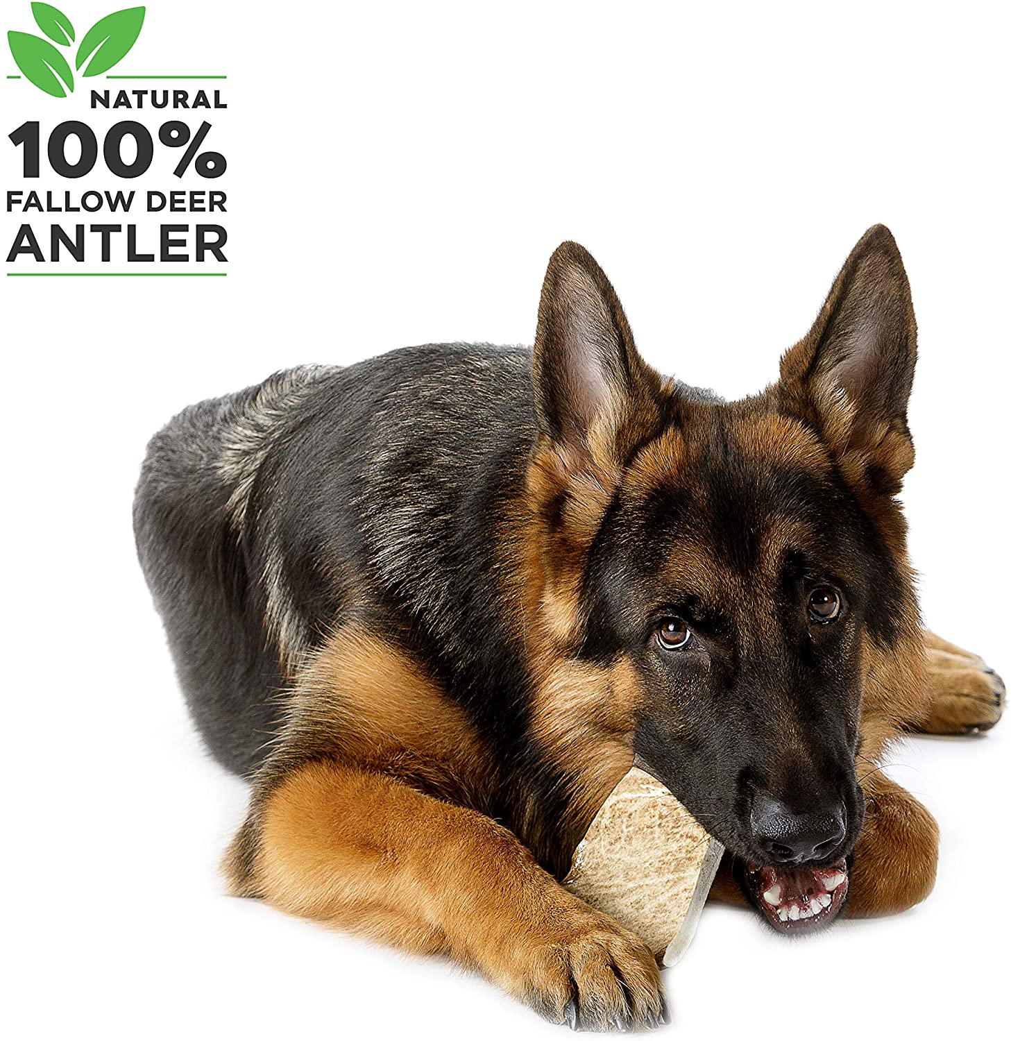  100% Natural Mordedor Asta de Gamo para Perros Cuerno Masticar Juguete, Tamaño Medium 