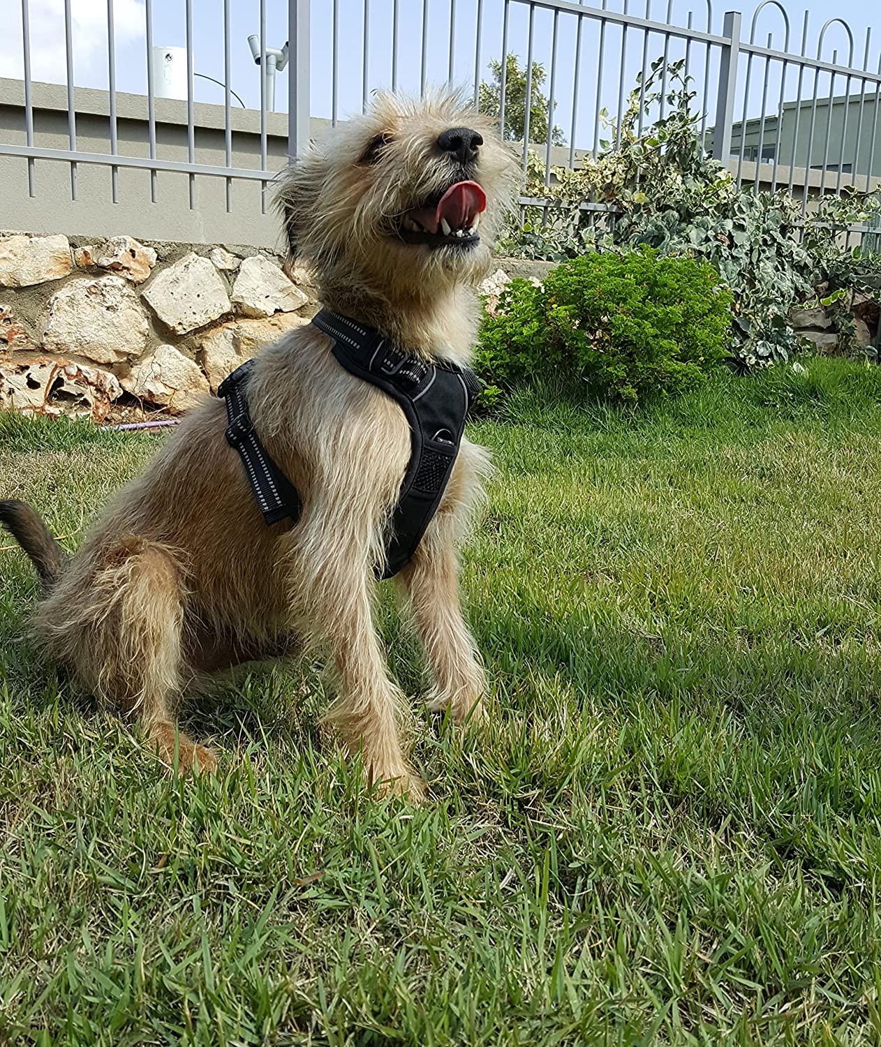  Allmonex Arnes para Perro Ajustable Collar Sin Tiron Ergonomico y Resistente Comodo Pet Vest with Handle para Paseo Correr Deporte Bono Correa 120 cm 