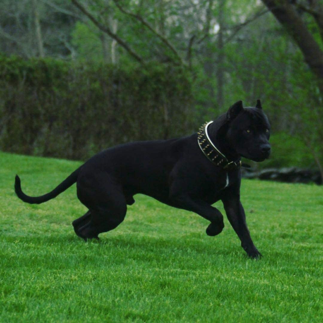  Bestia® "Oro Gigante Cuero Tachonado Collar de Perros Grandes. 2,5 cm de Ancho. Suave Padded. Duradera y cómoda. Hecho a Mano Pitbull. Cane Corso. Rottweiler. Bully. Amstaff. Doberman 