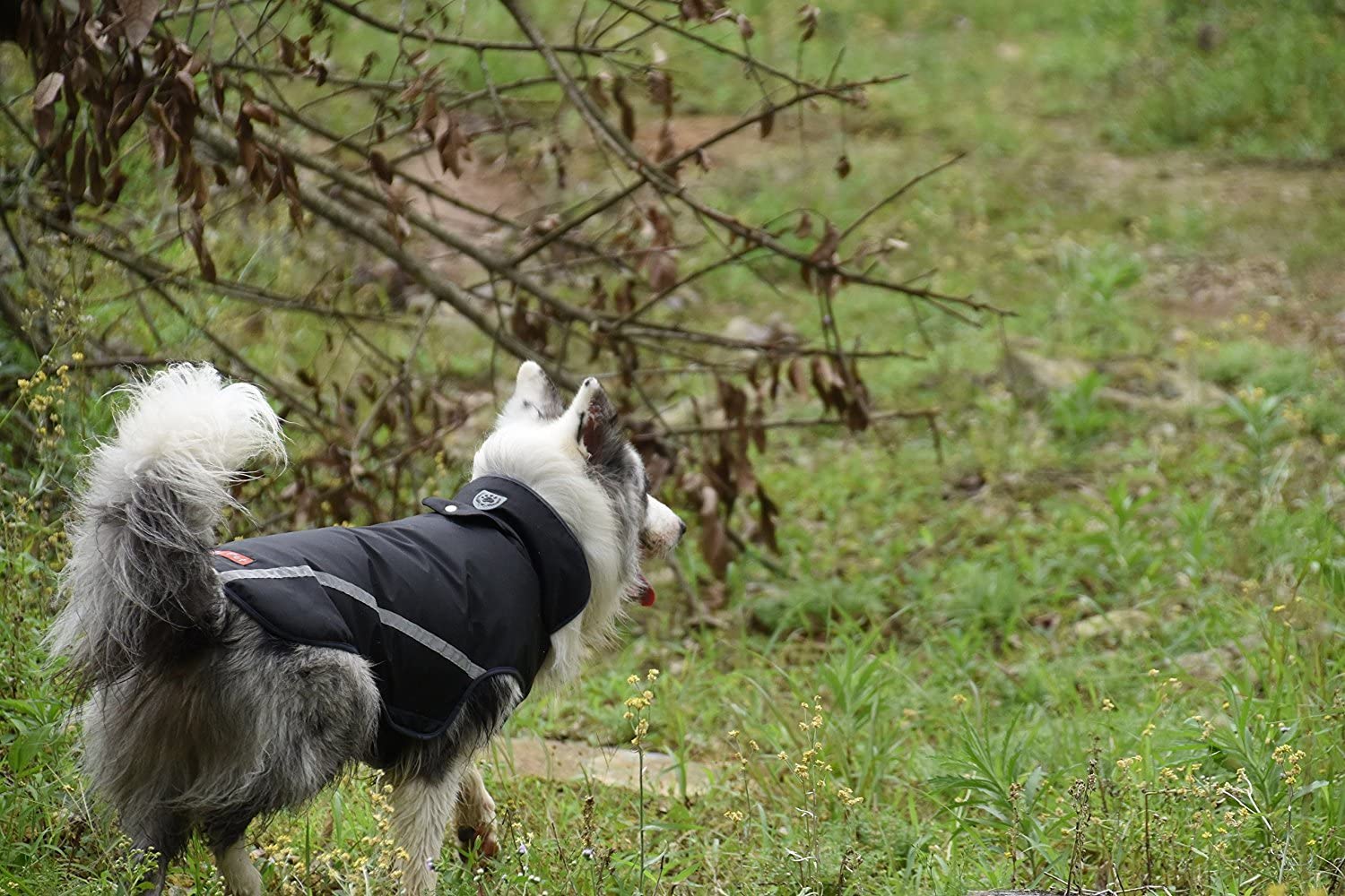  BLACKDOGGY - Chaleco impermeable reflectante para perro, color negro 