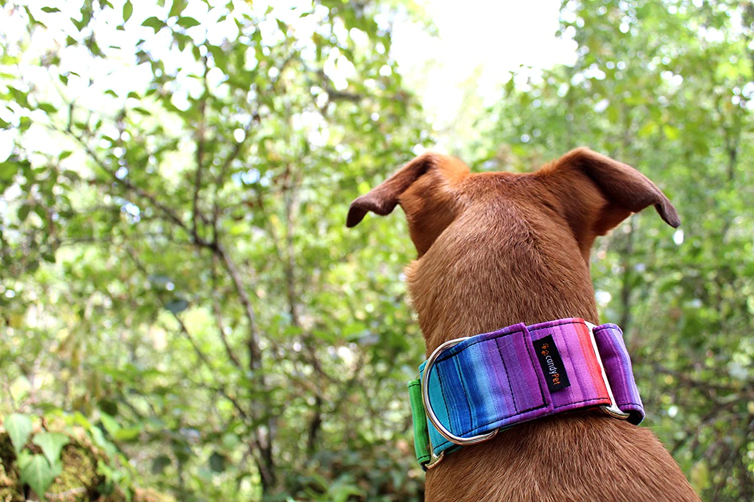  candyPet Collar Martingale Para Perros - Modelo Arcoiris, L 