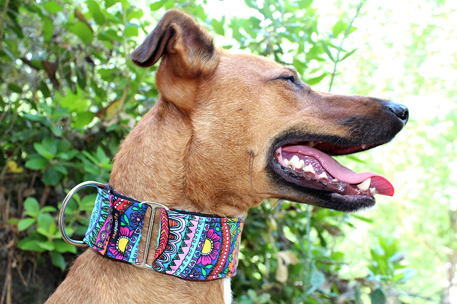  candyPet Collar Martingale Para Perros - Modelo Fantasia, M 