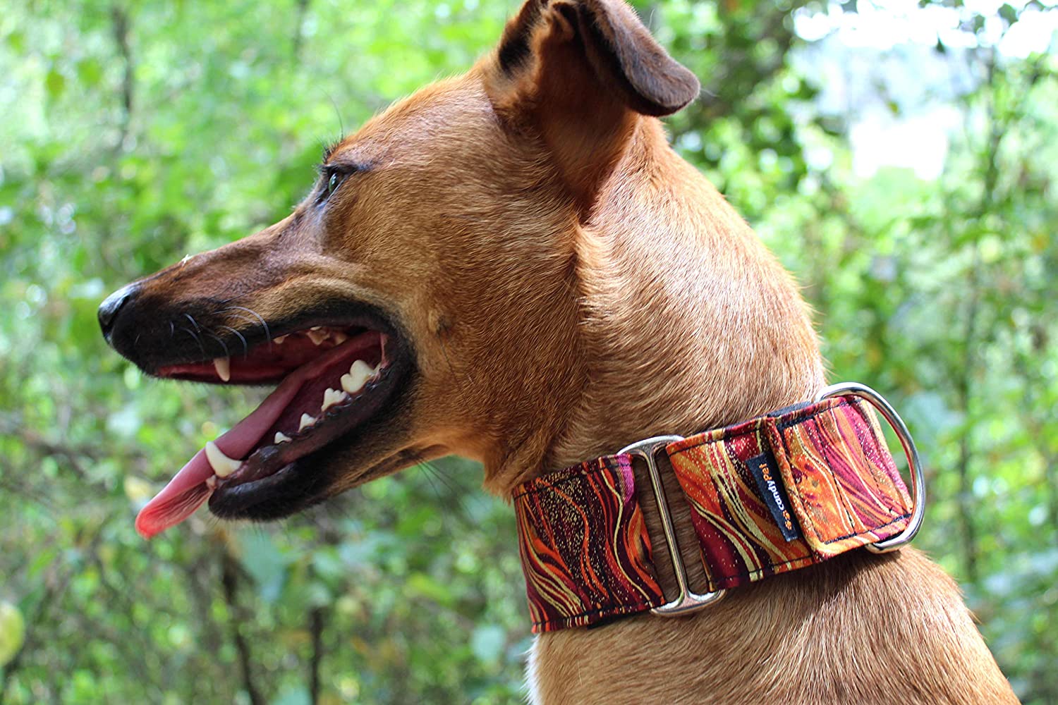  candyPet Collar Martingale Para Perros - Modelo New Waves, S 