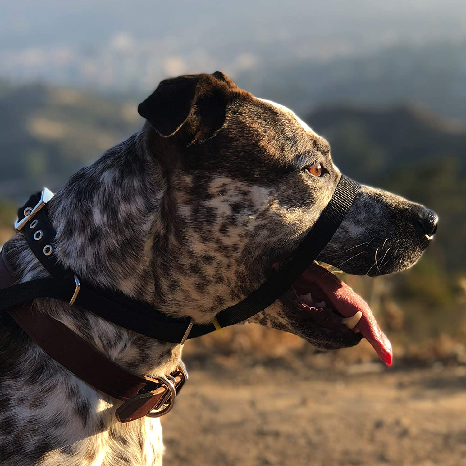  Canny The Collar: Ayuda Simple y efectiva con el Entrenamiento del Perro y Evita Que los Perros tiren de la Correa 