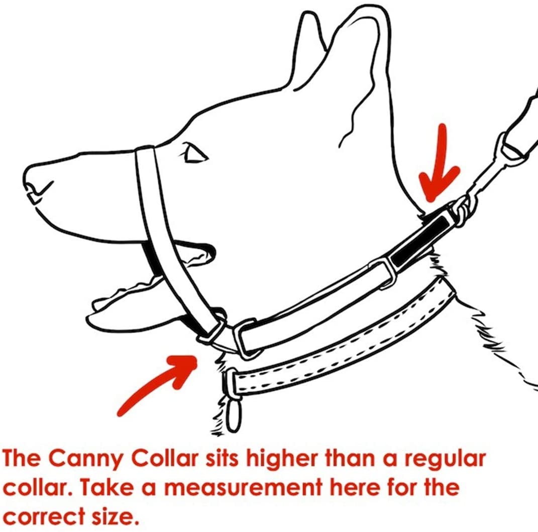  Canny The Collar: Ayuda Simple y efectiva con el Entrenamiento del Perro y Evita Que los Perros tiren de la Correa 