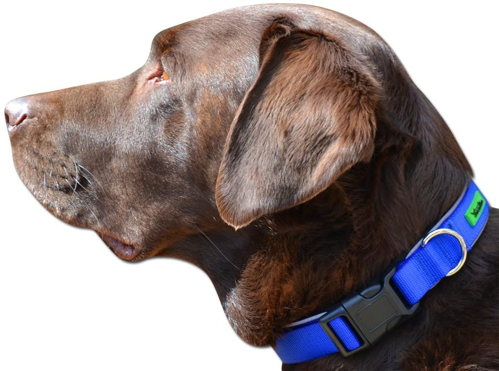  Collar para perro de primera con almohadilla suave de neopreno por Arcadian – Disponible en increíbles azul y rojo, estos collares son cómodos, duraderos, reflectantes y resistentes al agua. Ajustable y adecuado para todas las razas. Disponible 