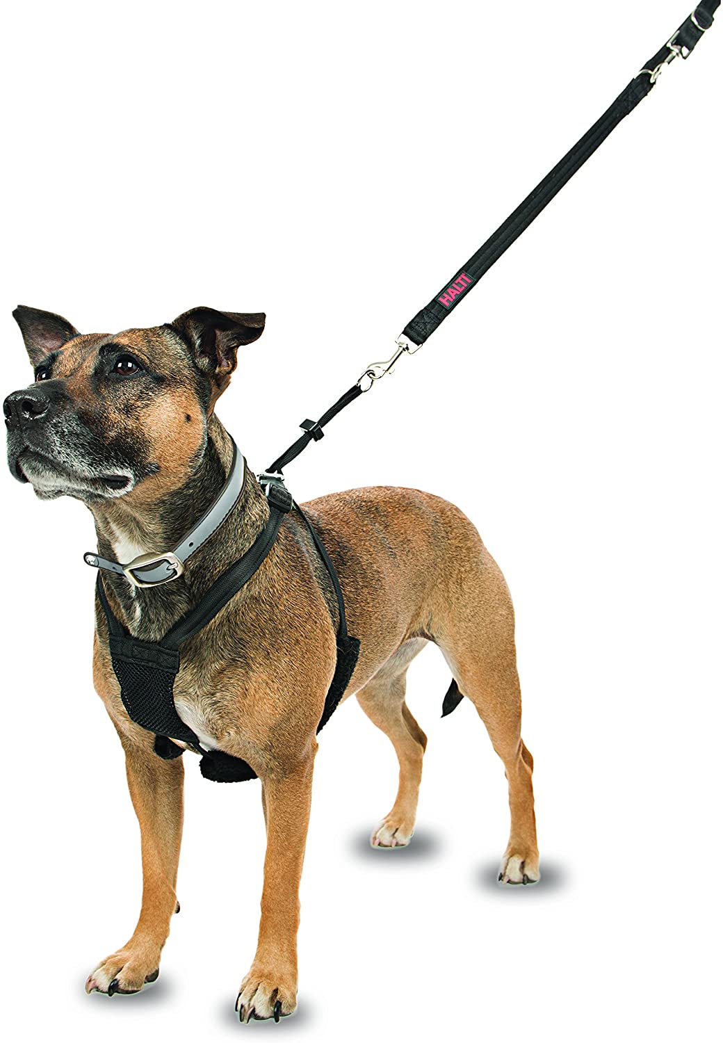  Company of Animals HALTI No-Pull Harness Medium 