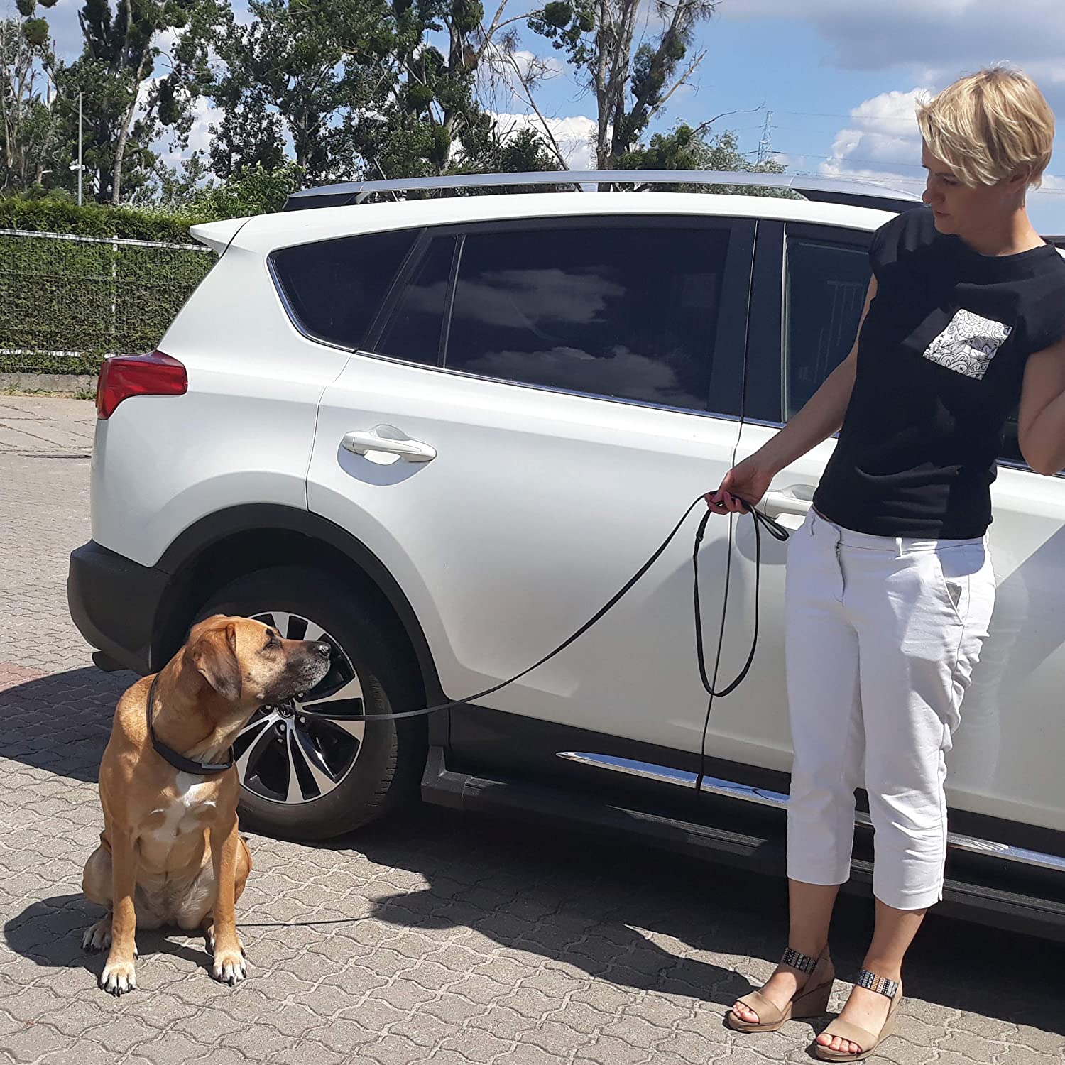  DINGO Correa de Piel Suave Mango Trenzado, Hecha a Mano, para exposiciones de Perros 