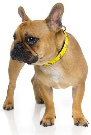  FuzzYard Monkey Mania - Collar para Perro, Talla S, Color Amarillo 