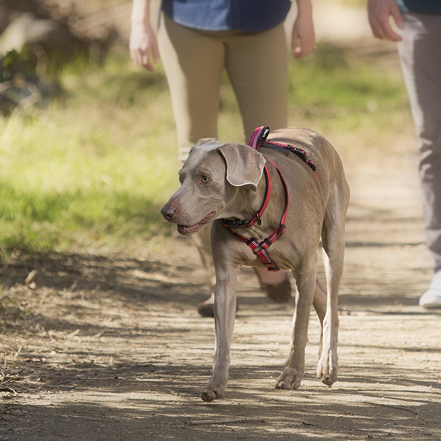  Halti Walking Harness (Chest 26" - 30") 