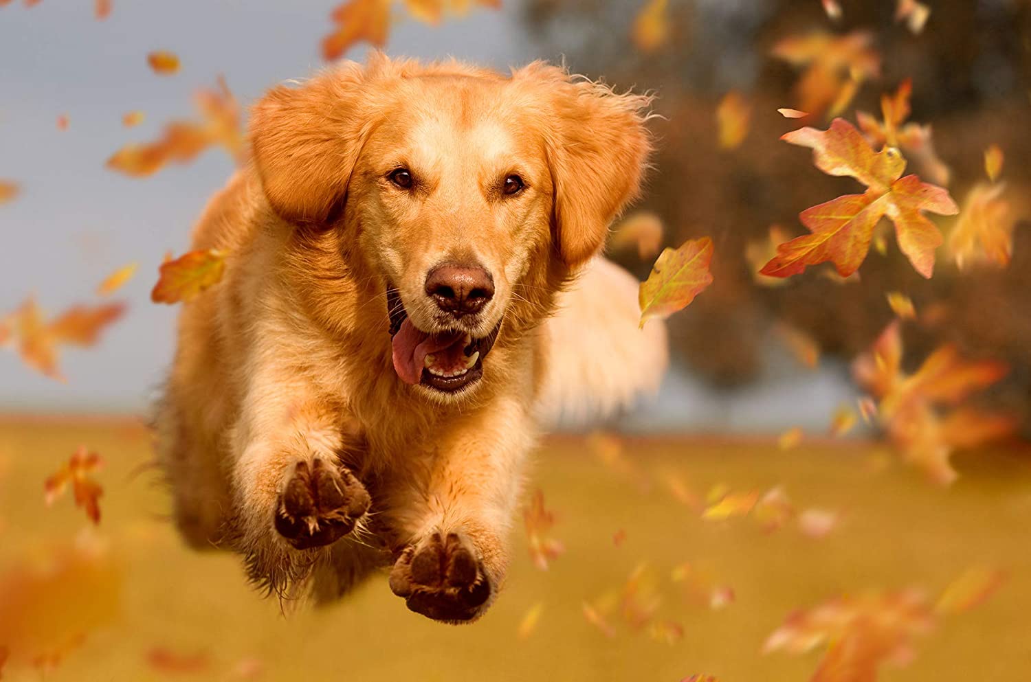  Happy Dog Cano Tripe Biscuits Comida para Perros - 10000 gr 