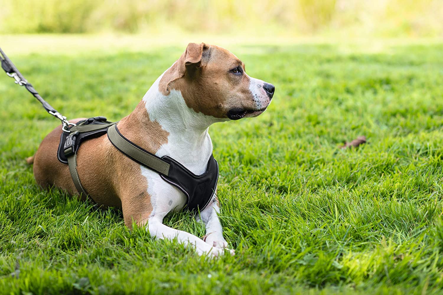  HUNTER - Arnés de Neopreno para Perros 