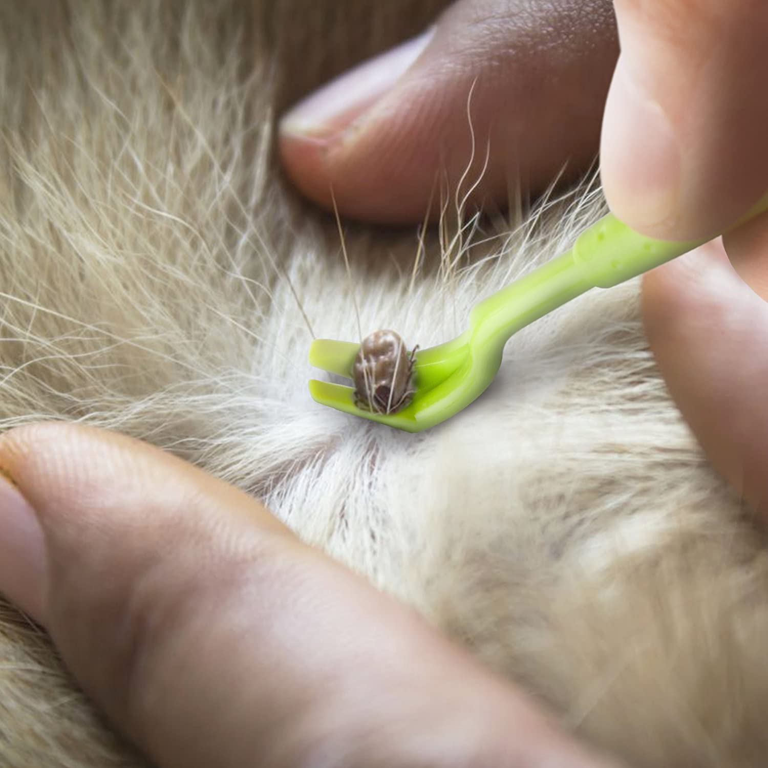  innoGadgets Gancho para garrapatas Pinzas para garrapatas | Diferentes Ganchos para Todos los tamaños de garrapatas | Suave eliminación de garrapatas en Segundos | Verde 