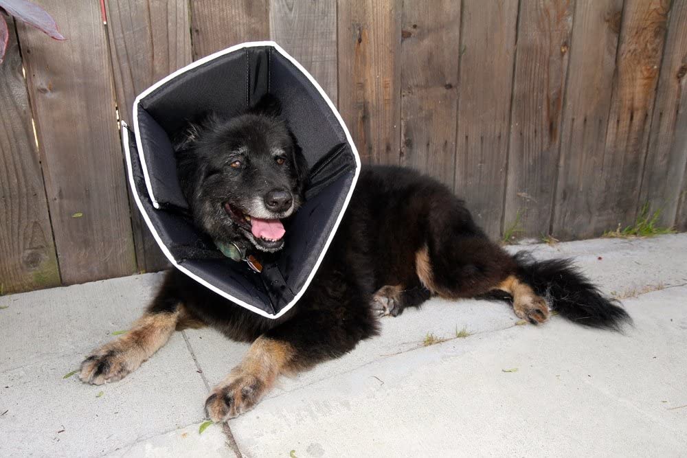  James and Steel All Four Paws - Collarín de recuperación para Mascotas The Comfy Cone 