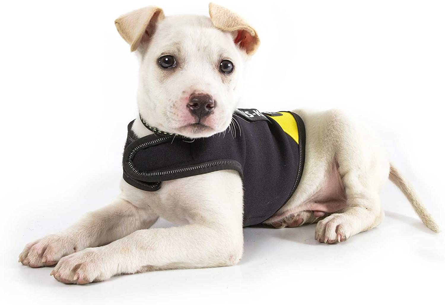  Julius-K9, Chaqueta de neopreno para perro IDC, Talla: XS, Negro y Amarillo 