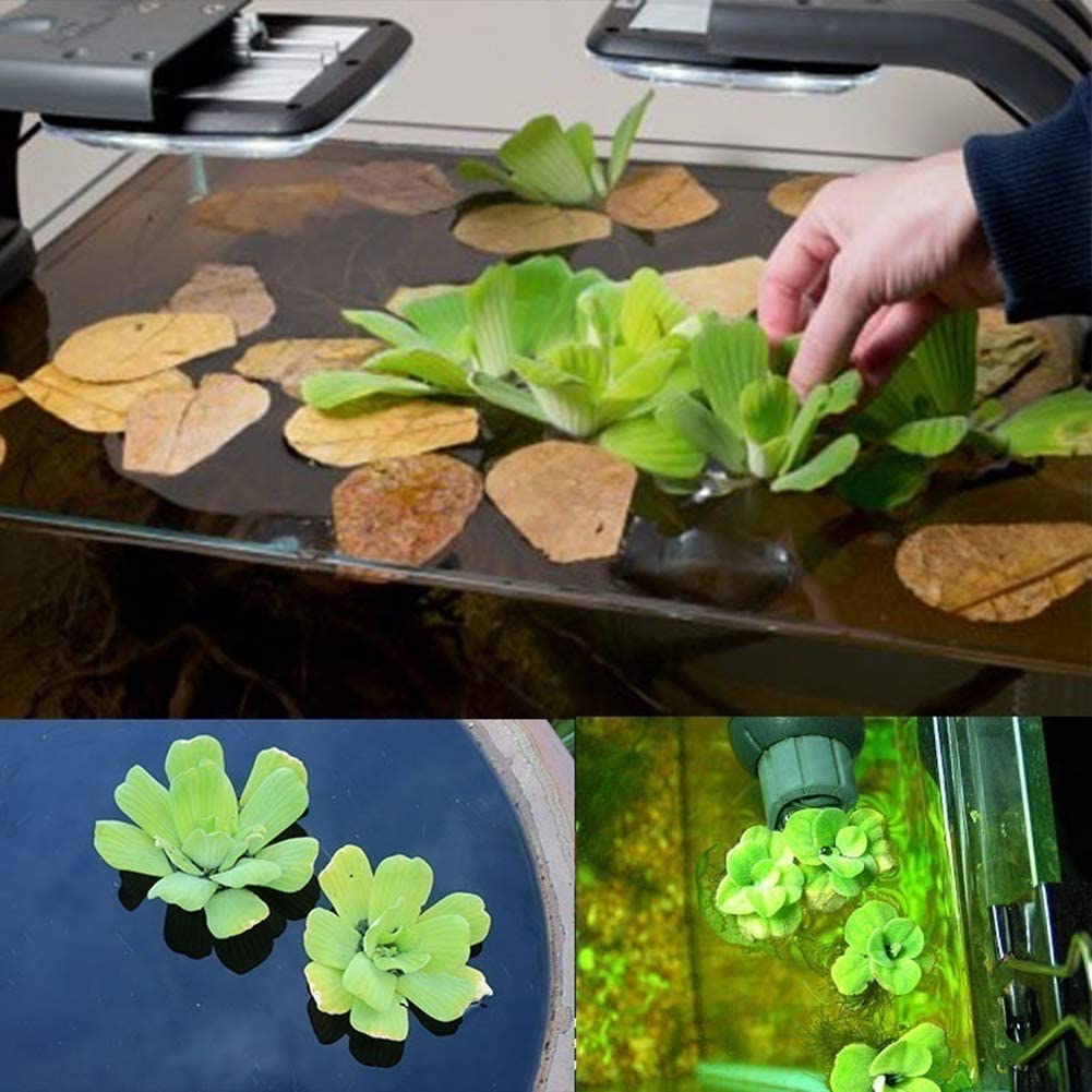  lamta1k 100 Unids Pistia Semillas Home Garden Pond Planta Acuática Piscina Acuario Tanque de Peces Decoración - Semillas de Pistia 