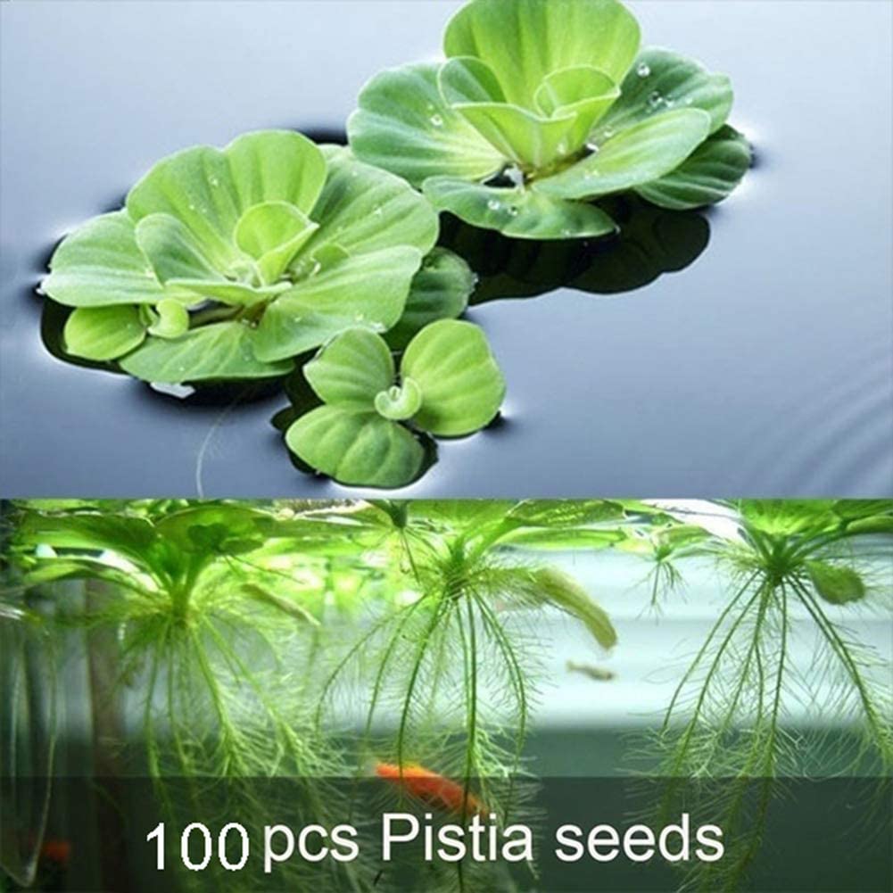  lamta1k 100 Unids Pistia Semillas Home Garden Pond Planta Acuática Piscina Acuario Tanque de Peces Decoración - Semillas de Pistia 