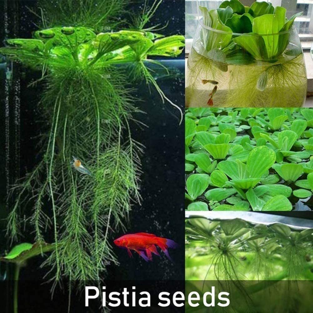  lamta1k 100 Unids Pistia Semillas Home Garden Pond Planta Acuática Piscina Acuario Tanque de Peces Decoración - Semillas de Pistia 