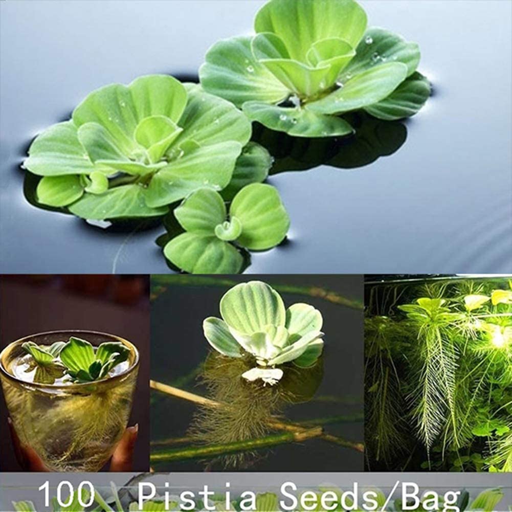  lamta1k 100 Unids Pistia Semillas Home Garden Pond Planta Acuática Piscina Acuario Tanque de Peces Decoración - Semillas de Pistia 