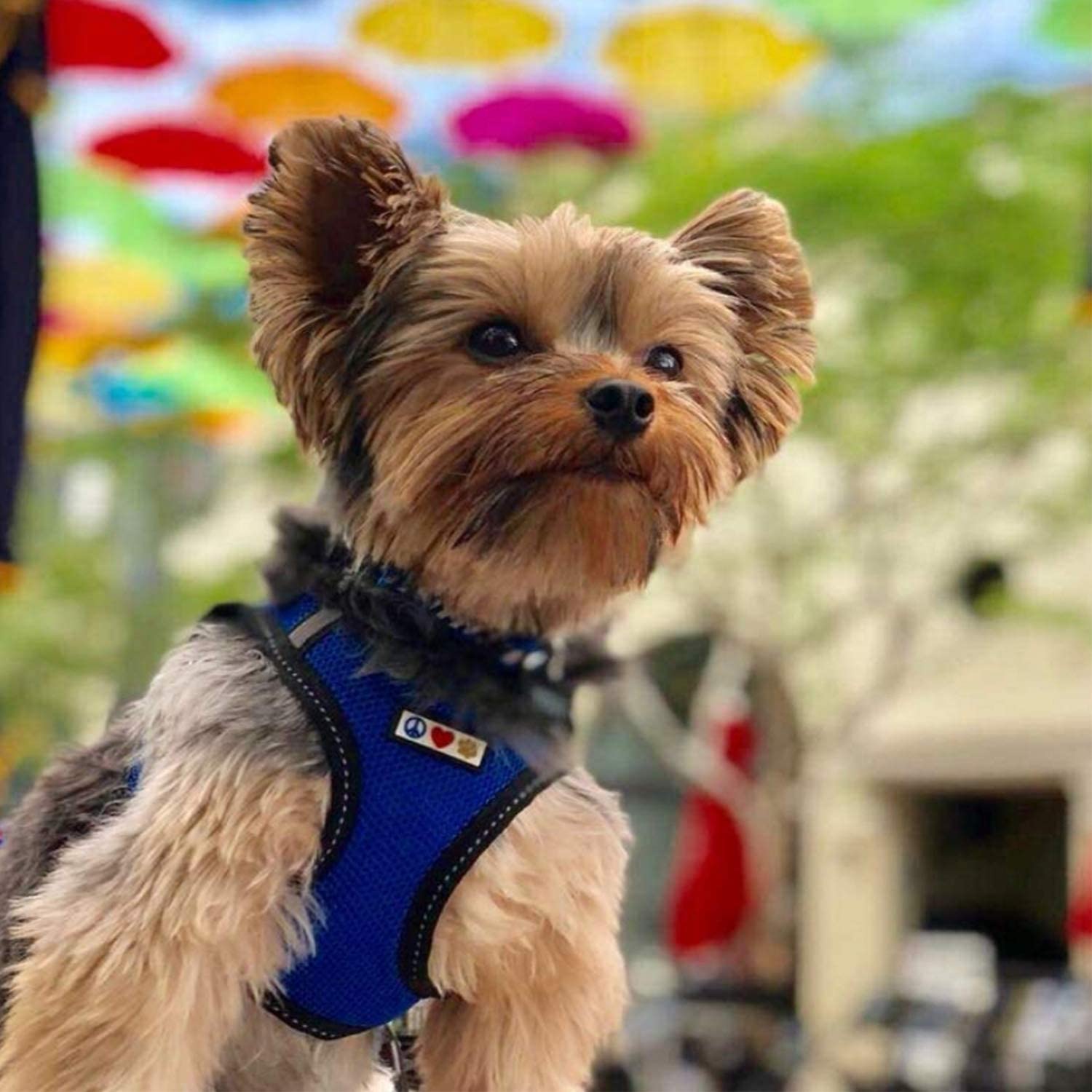  Pawtitas Arnes de Tela Antitirones Perro y Cachorros, Chaleco Acolchado para Mayor Comodidad, diseño Resistente, Ajustable y Transpirable Pequeño Aquamarina 