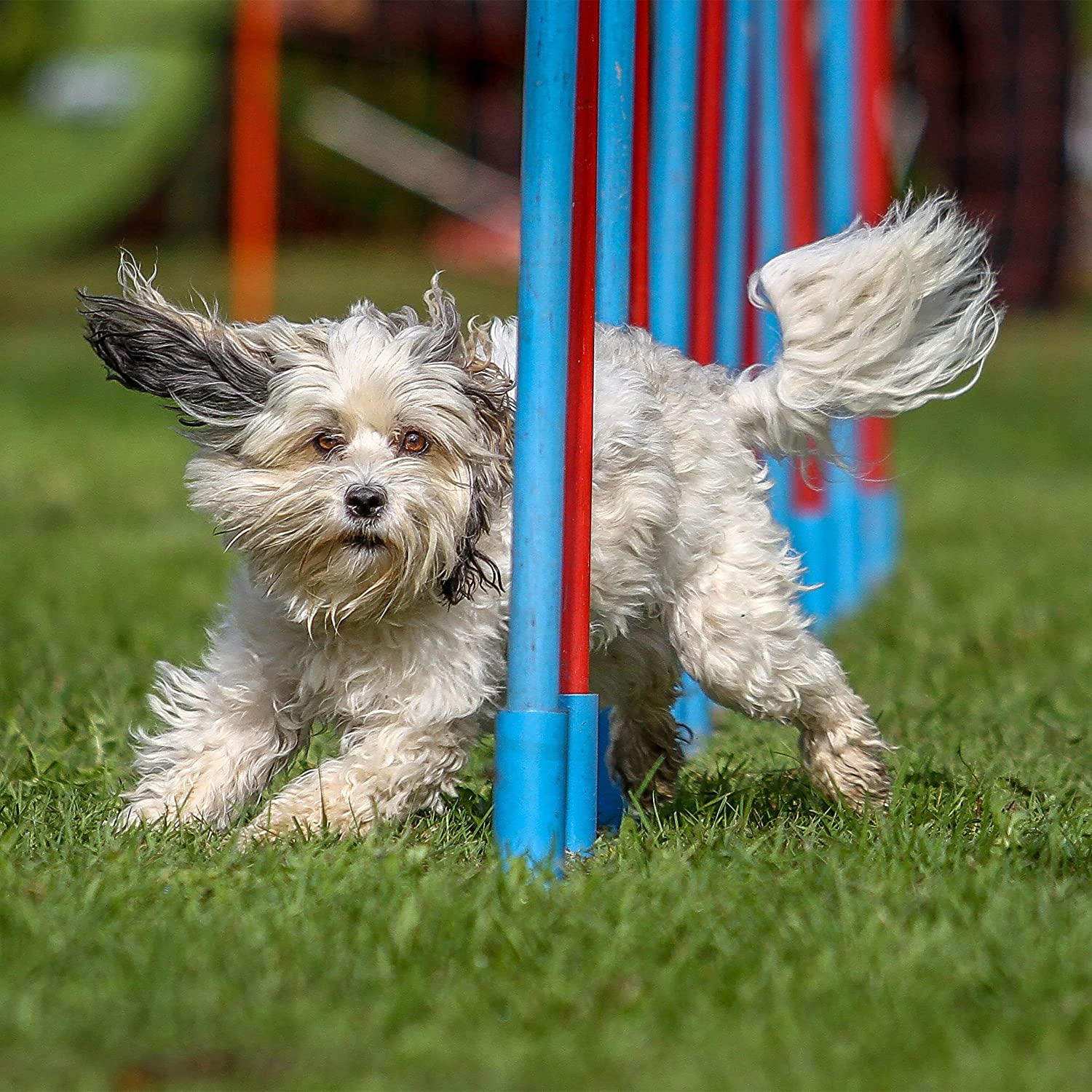  Relaxdays – Dog Agility Balancín, Agility Entrenamiento, Grande y pequeño Perro, Perro Entrenamiento, Perros Balancín, 54 x 180 x 30 cm, Multicolor 