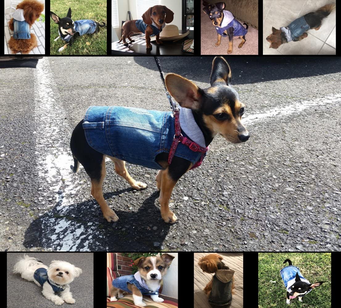  SILD - Chaqueta Vaquera con Capucha para Perros medianos y pequeños, diseño Vintage Desgastado, Color Azul (XL) 