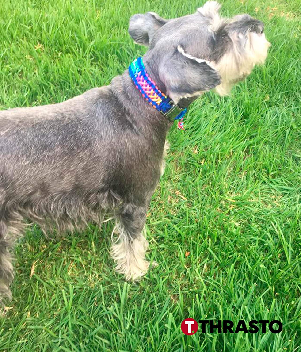  Thrasto Pets Dog Collar Rainbow One - Collar Perro Hecho a Mano de Cuerda Trenzada. Collar Paracord. Collar Perro Arco Iris. Tres Medidas, Resistente al Agua (Grande) 