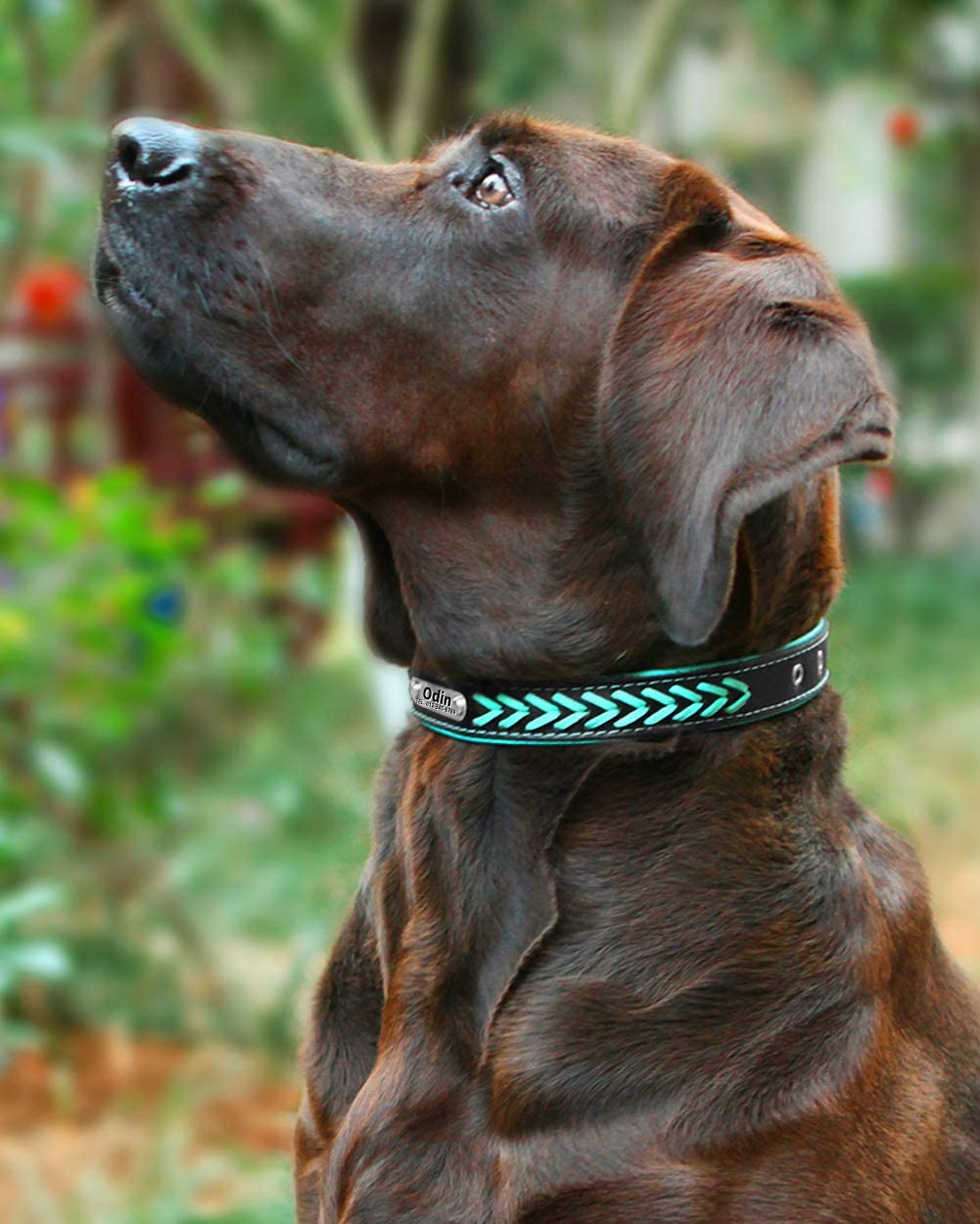  Vcalabashor Collares de Perro Personalizados de Cuero con Placa de identificación, Etiquetas de identificación de Perro grabadas Personalizadas claras, se Adapta a Perros pequeños, medianos y Grandes 