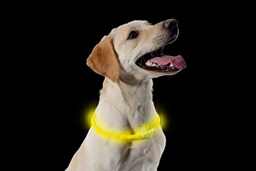 ANCOL - Collar Fluorescente para Perros, Recargable con Puerto USB, 60 cm, Color Azul.