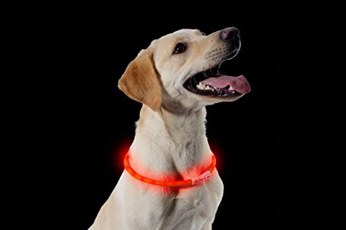 ANCOL - Collar Fluorescente para Perros, Recargable con Puerto USB, 60 cm, Color Azul.