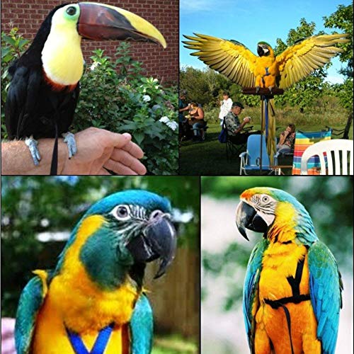 Arnés De Aves Correa De Tracción De Liberación del Loro Cuerda Saliente Correa De Entrenamiento del Loro