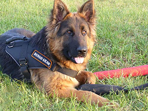 Arnés Militar para Perro Dingo Gear para tareas extremas, Mango Fuerte, Sistema Cobra fiable Hecho a Mano