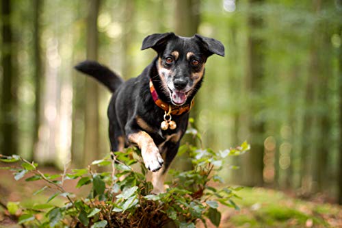 Beau's Bells 2 campanas de perro extra fuertes para gato y gato, ahorra pájaros y vida silvestre de lujo, cobre niquelado