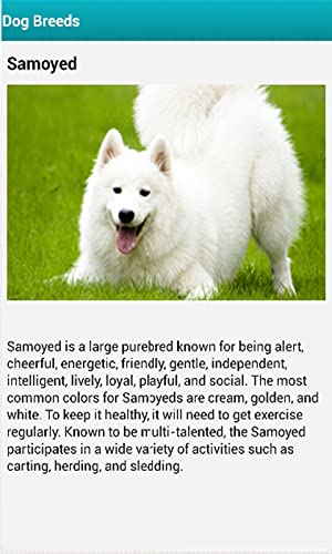 Best Dog Breeds