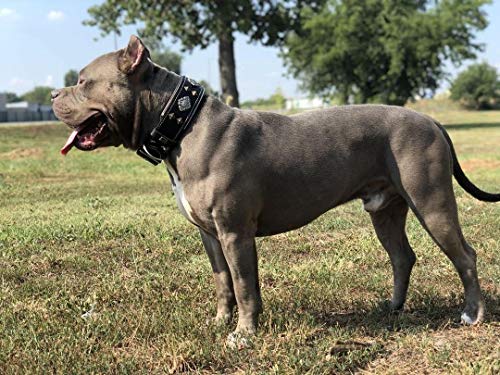 Bestia Collar de Perro Aztec de Cuero Genuino para Perros Grandes. 100% Cuero. Hecho a Mano en Europa!