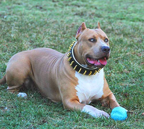 Bestia® "Oro Gigante Cuero Tachonado Collar de Perros Grandes. 2,5 cm de Ancho. Suave Padded. Duradera y cómoda. Hecho a Mano Pitbull. Cane Corso. Rottweiler. Bully. Amstaff. Doberman