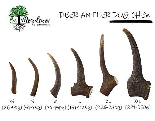 BiMordiscos Mordedor de asta de ciervo para perros - 100% natural (M 76-150g)