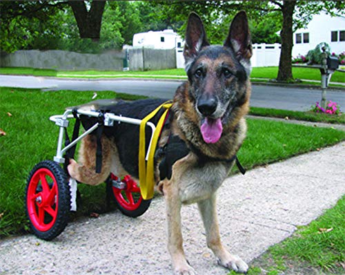 Carrito para perros, adecuado para la práctica de mascotas, rehabilitación, lesiones asistidas, caminatas asistidas, perros grandes especiales, ajustables, 2 ruedas, 25 kg (55 libras) - 55 kg (121 lib