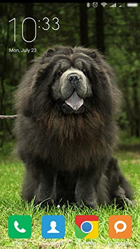 Chow Chow Wallpapers