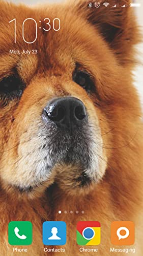 Chow Chow Wallpapers