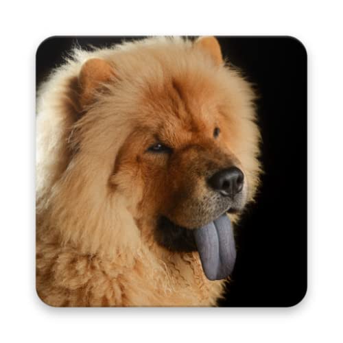 Chow Chow Wallpapers