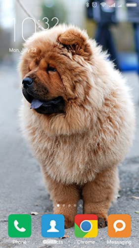 Chow Chow Wallpapers